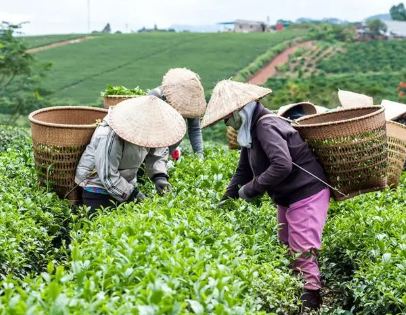 茶叶的最佳采摘季节是什么时候